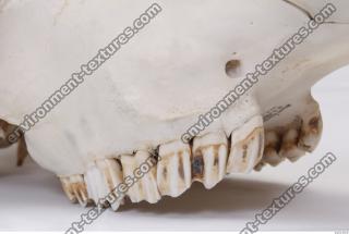 animal skull teeth 0013